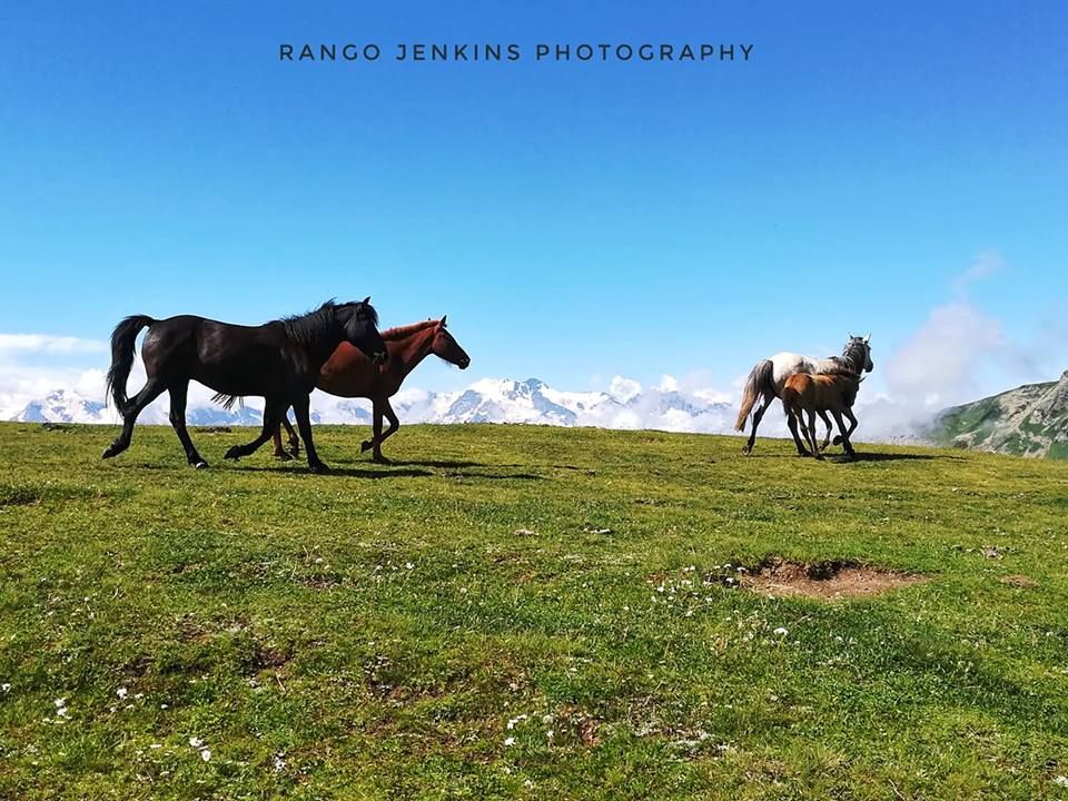 სვანეთის დღიანი ტურები