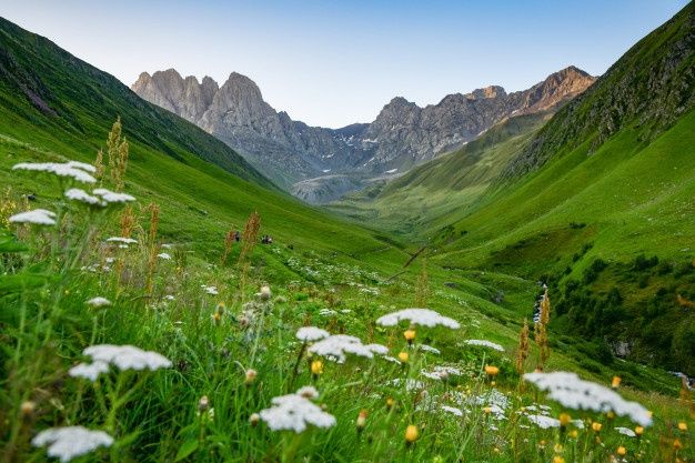 ჯუთა-ყვავილების სეზონი