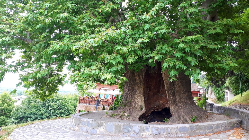 ერთდღიანი დაუვიწყარი ტური კახეთში.. (მთლიანი ფასი ახალი მინივენით )- სიღნაღი-ბოდბე-ყვარელი-წინანდალი-ძველი და ახალი შუამთის მონასტერი