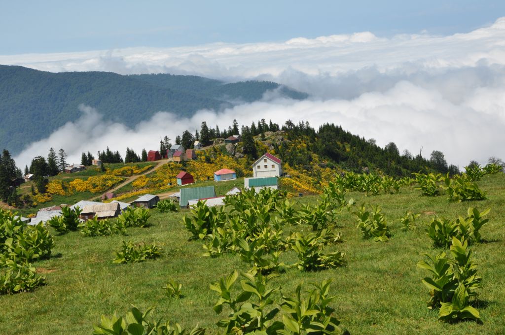 - აგვისტო - ორდღიანი გომისმთის ტური