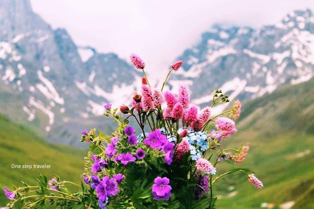 ჯუთა - ჭიუხები -  ივლისს -