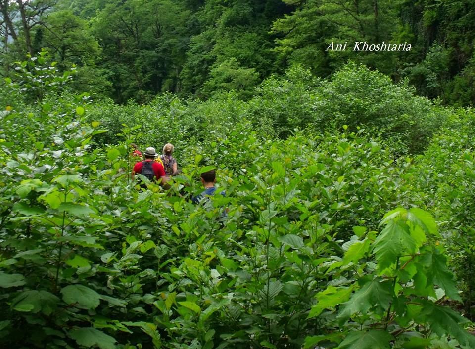 ნინოსხევის (გურგენიანის) ჩანჩქერი - ლაგოდეხის ნაკრძალი