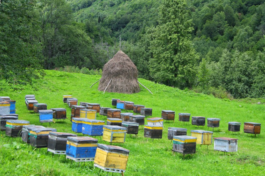რაჭის  დღიანი ტური :ქვემო და ზემო რაჭა - აგვისტო (საოჯახო სასტუმრო)