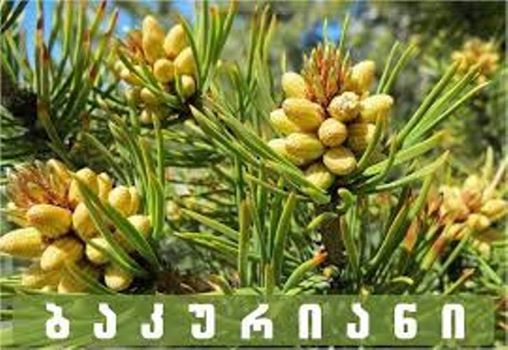 სიგრილე, ნაძვნარი,სუფთა ჰაერი, ეს ის ადგილია სადც უნდა გაატაროთ ზაფხული!