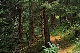 ტური მაღალმთიან აჭარაში