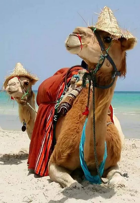 შარმ ელ შეიხი ♥ !