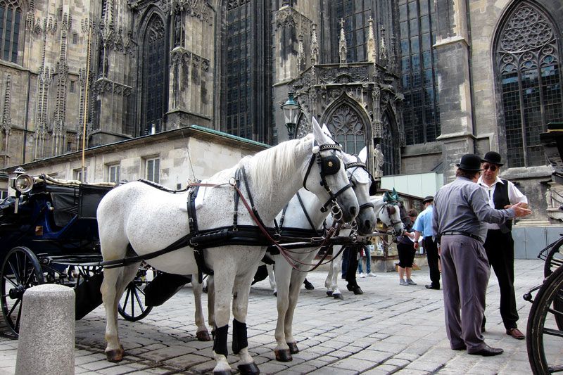 წამოდი ვხატოთ ვენაში