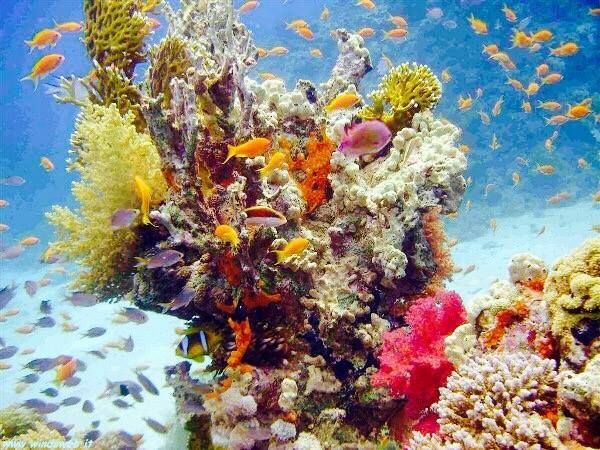 შარმ ელ შეიხი