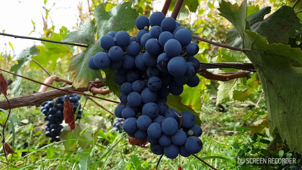 კახეთის ერთდღიანი ტური და რთველი