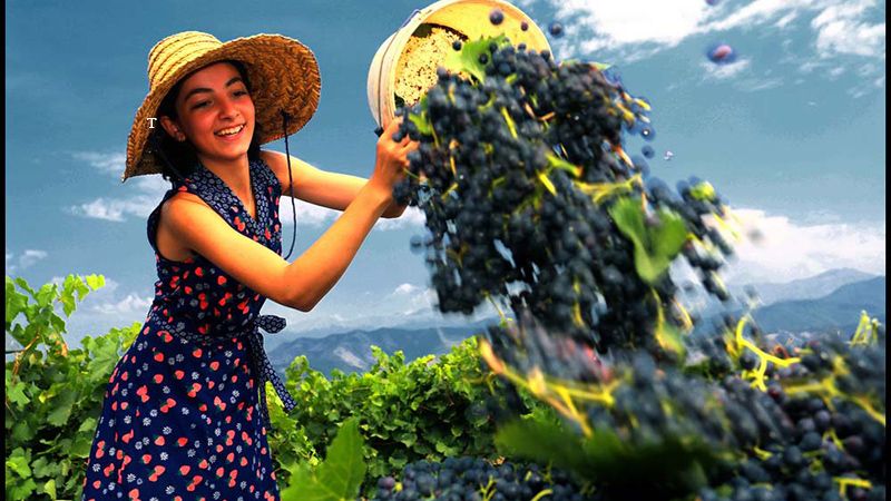 მამაპაპური რთველი კახეთში : " რქაწითელი ", " მანავის მწვანე ", " ჩინური ", " საფერავი " . . . გეპატიჟებით ყველას !