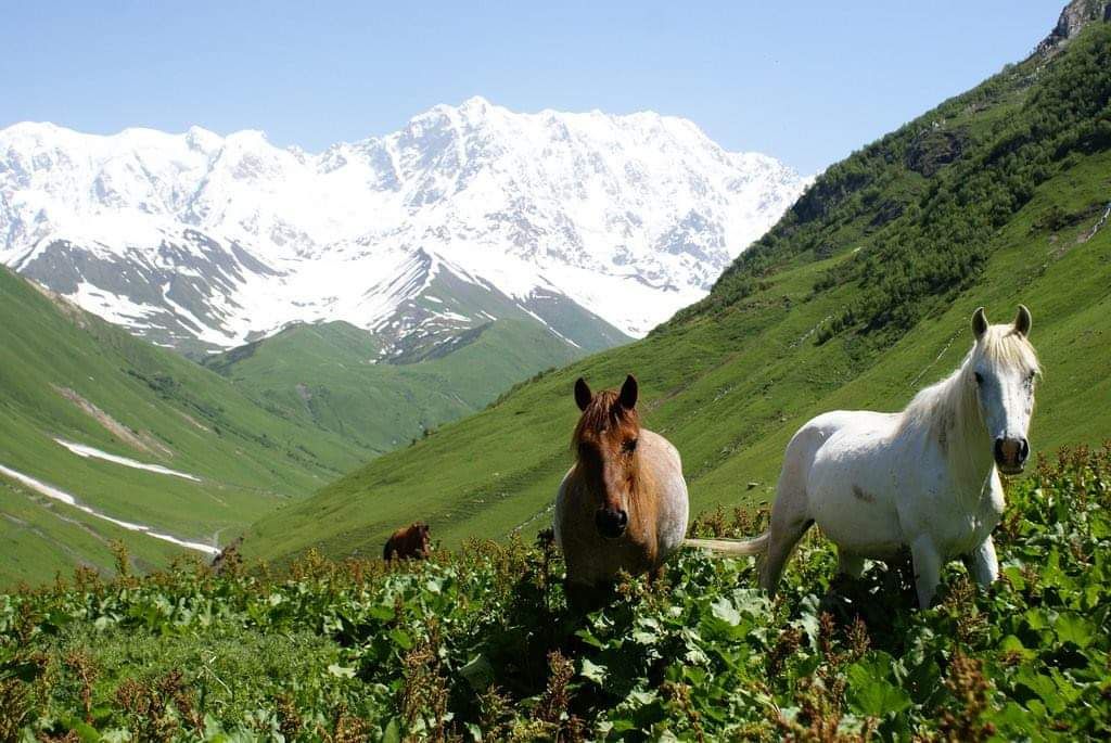 შემოდგომა სვანეთში - ₾