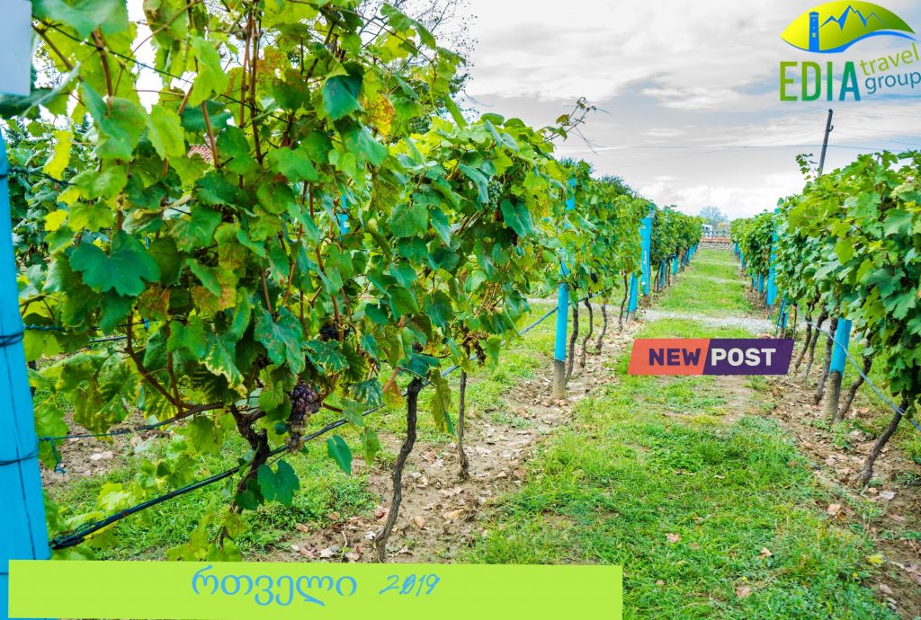 შაბათს სექტემბერს „რთველი “