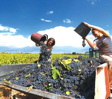 რთველი კახეთში : გეპატიჟებით ყველას რთველში და არამარტო რთველში. . თელავი - წინანდალი - გრემი - ნეკრესი - ღვინის გვირაბი - ქინძმარაული. . .