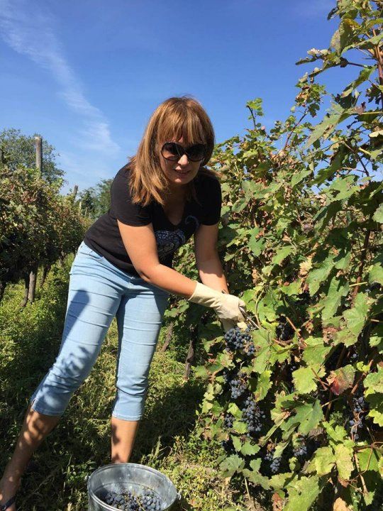 რთველი კახეთში : გეპატიჟებით ყველას რთველში და არამარტო რთველში. . თელავი - წინანდალი - გრემი - ნეკრესი - ღვინის გვირაბი - ქინძმარაული. . .