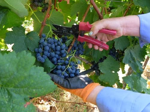 რთველი კახეთში : რთველში მონაწილეობის მისაღებად გეპატიჟებით ყველას