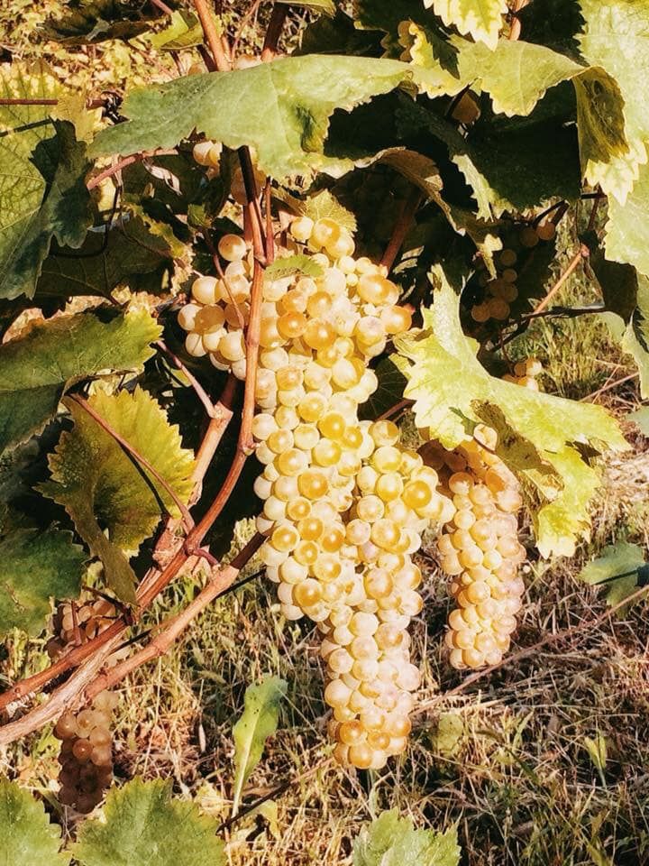 ალავერდობის ტური