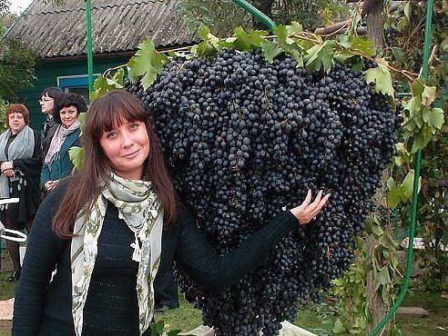 კახეთში რთველი გრძელდება ! გეპატიჟებით ყველას რთველში და არამარტო რთველში . . . თელავი - წინანდალი - გრემი - ნეკრესი - ილიას ტბა - ღვინის გვირაბი - " ქინძმარაული " . . .