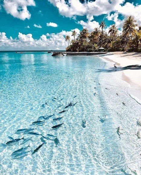 ორმხრივი ავიაბილეთი ზანზიბარის მიმართულებით !