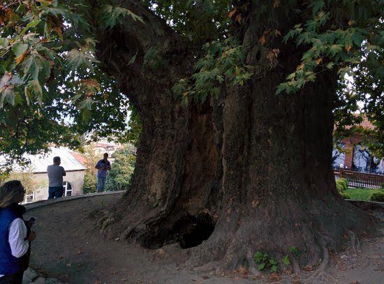 ტური კახეთში - ღვინის დაყენება წლისაა, კახეთი ღვინის სამშობლოა