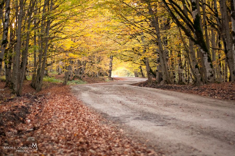 ტური საბადურის ტყეში