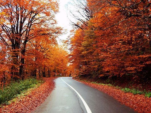 საბადურის ტყე