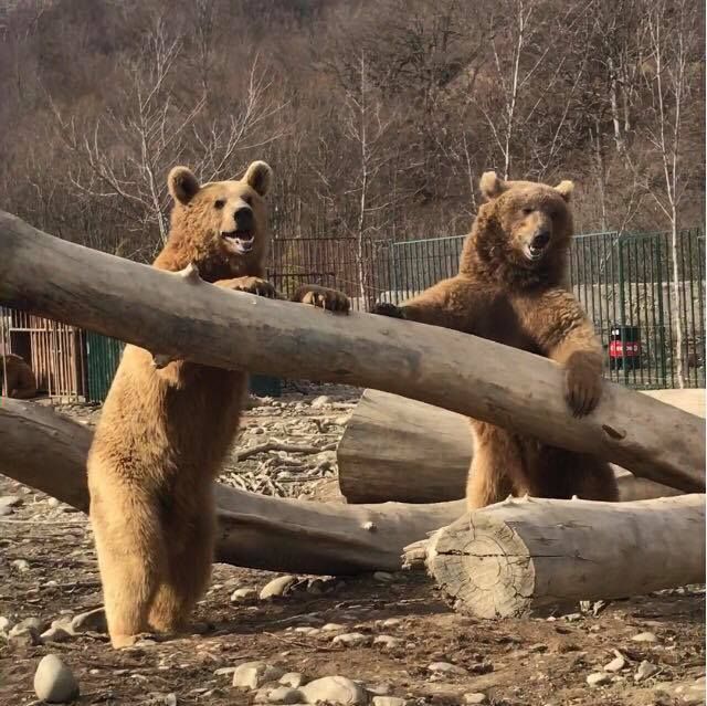 საბადური, სიონი, კევლიანი, ნადოკრა მამკოდა ცხვარიჭამია