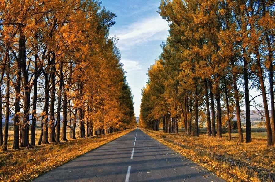 საბადური, სიონი, კევლიანი, ნადოკრა მამკოდა ცხვარიჭამია