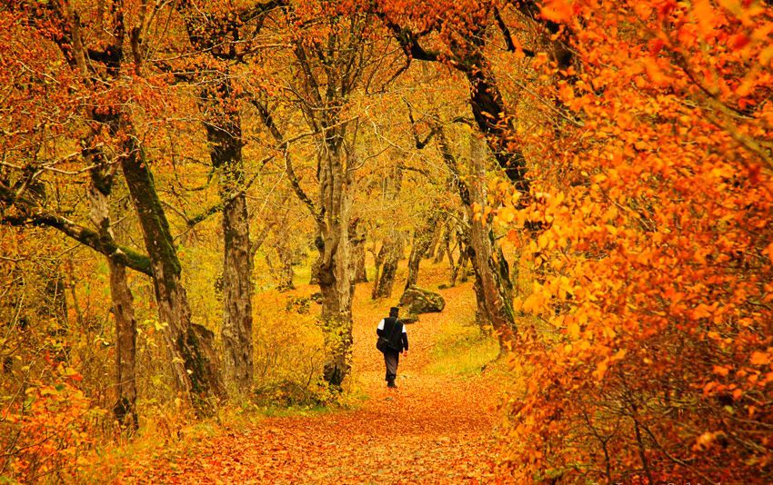 რკონი, ნოსტე, იკვი, ერთაწმინდა - შემოდგომის ფერებში