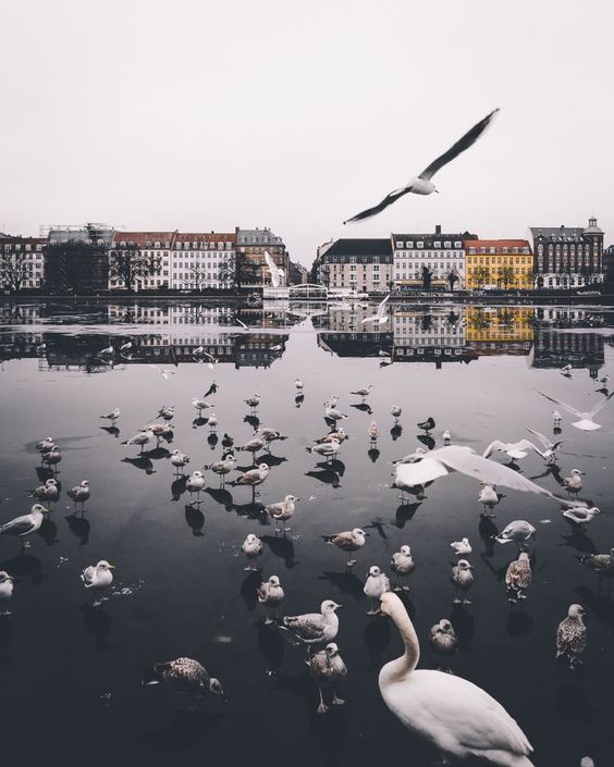 დანია / კოპეჰანგენი