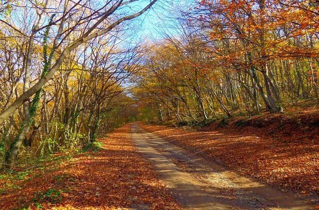 შიომღვიმე, ზედაზენი - შემოდგომის ფერებში