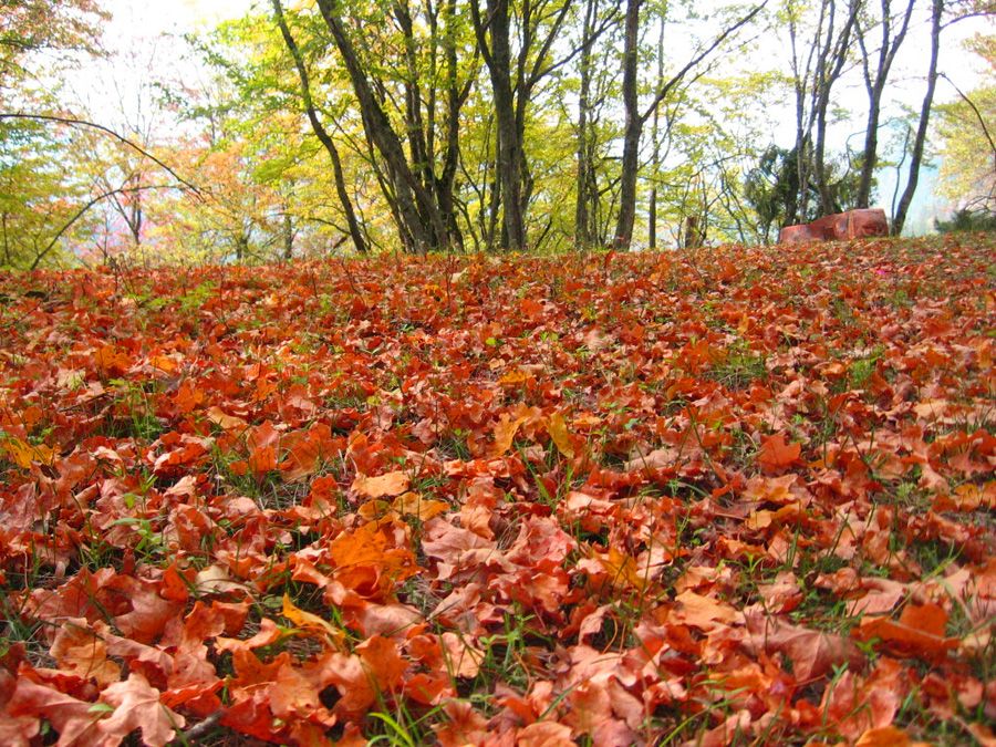 შიომღვიმე, ზედაზენი - შემოდგომის ფერებში