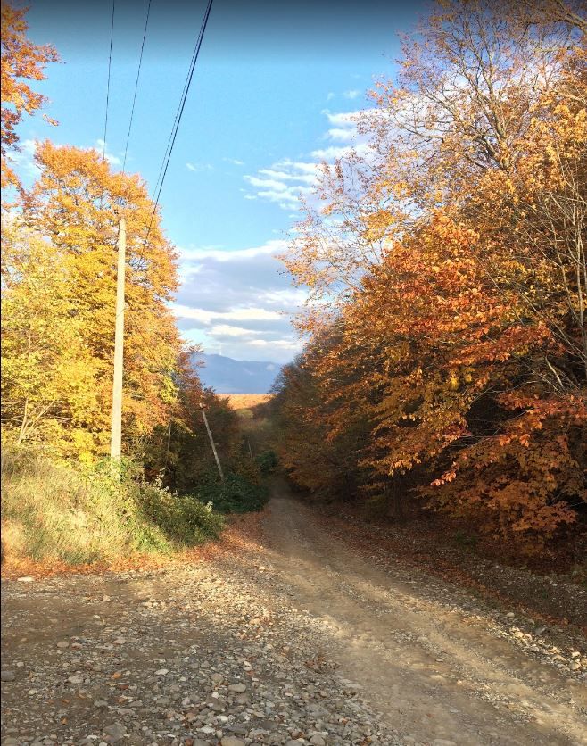 შიომღვიმე, ზედაზენი - შემოდგომის ფერებში