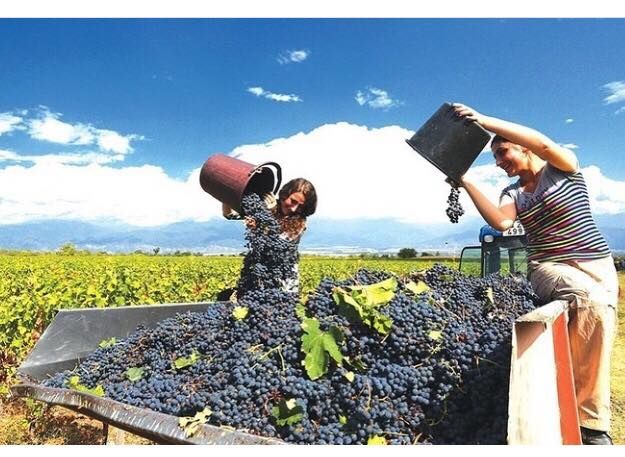 Telavi-Winandali-Gremi-Nekresi. One day tour in Kakheti