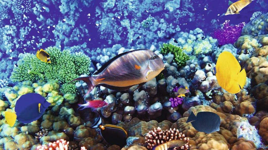 ეგვიპტე/ შარმ ელ შეიხი