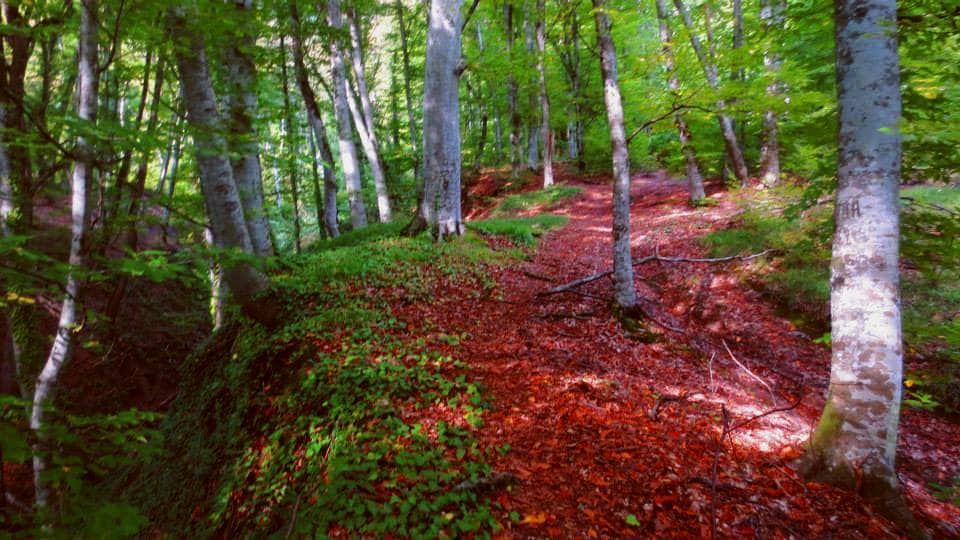 მაჭის ციხე-ბნელი ხეობის ბილიკი