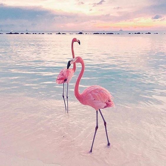 კვიპროსი