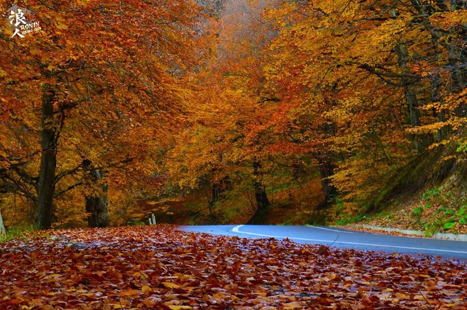 საბადურის ტყე ნოემბერს (კვირა)