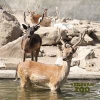 დღიანი ისტორიულ-კულტურული ტური სომხეთში