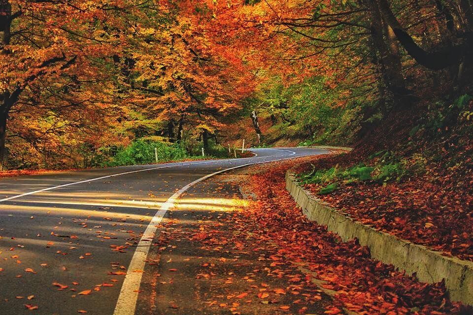 საბადურის ტყის დღიანი ტური