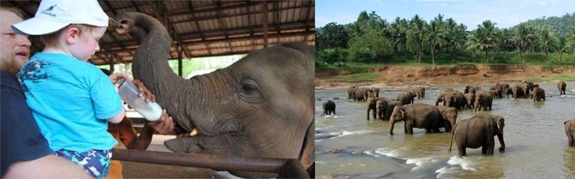 დღიანი ტური შრი ლანკაში