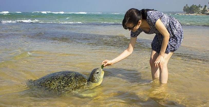 დღიანი ტური შრი ლანკაში