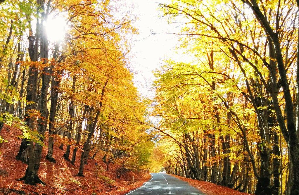 საბადურის ტყე ნოემბერს (კვირა)