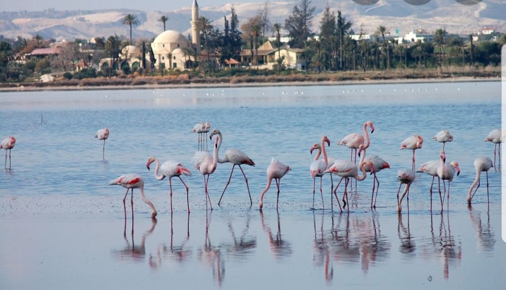 ჯგუფური ექსკურსია კვიპროსის სამ ულამაზეს ქალაქში