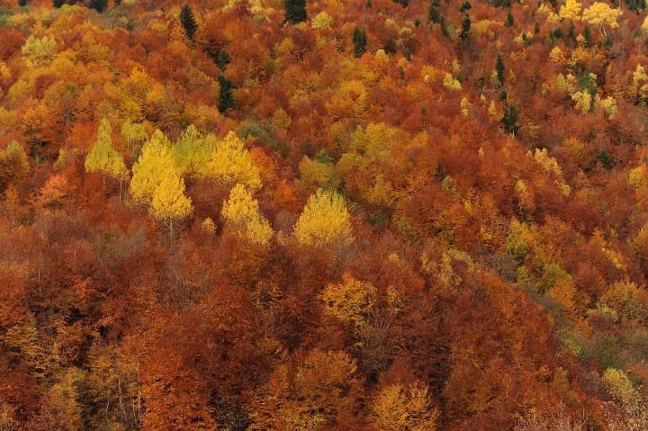 გიორგობა სვანეთში