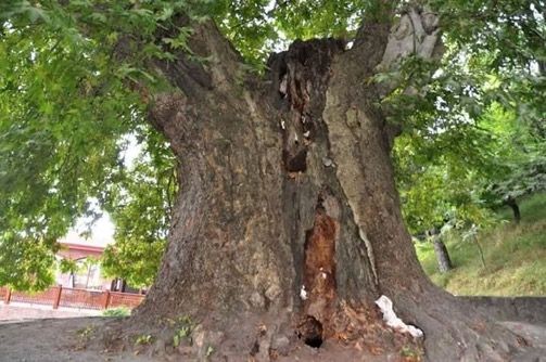 როდესაც თიხის ჭურჭელი დალუქულია – რა ხდება ქვევრში, ესაა საიდუმლო, რომელიც ღმერთსა და თიხას შორის რჩება“. . . მამაპაპურ ქართულ ქვევრებში ღვინის დაყენება  წლისაა , კახეთი ღვინის სამშომლოა !