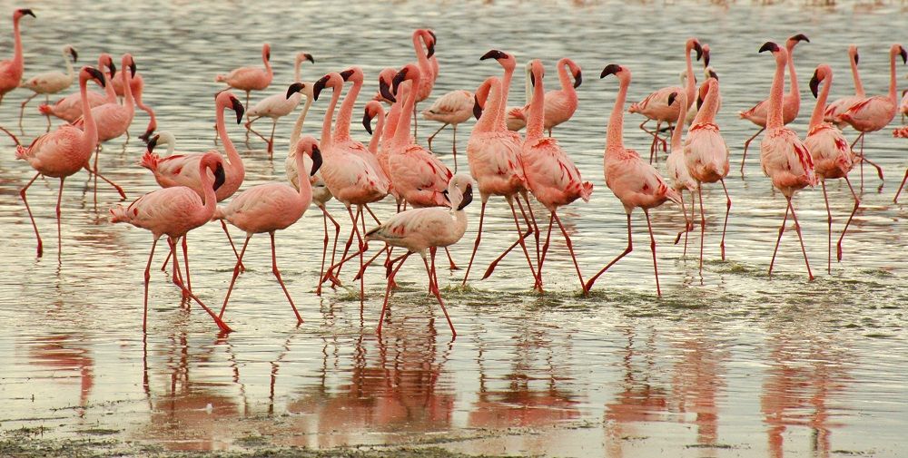 ლარნაკა