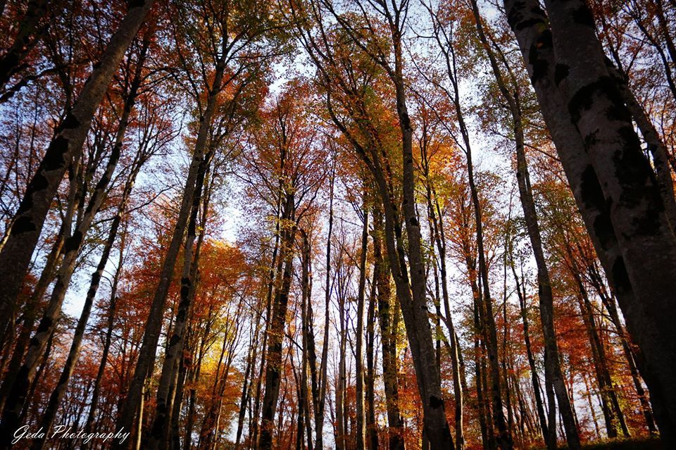 საბადურის ტყე, თიანეთი, უჯარმა -ერთ დღიანი ტური