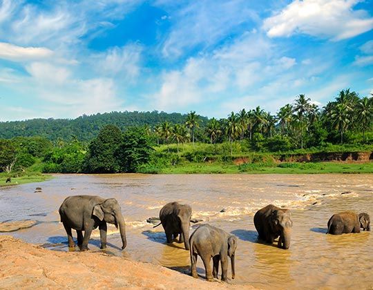 შრი ლანკა