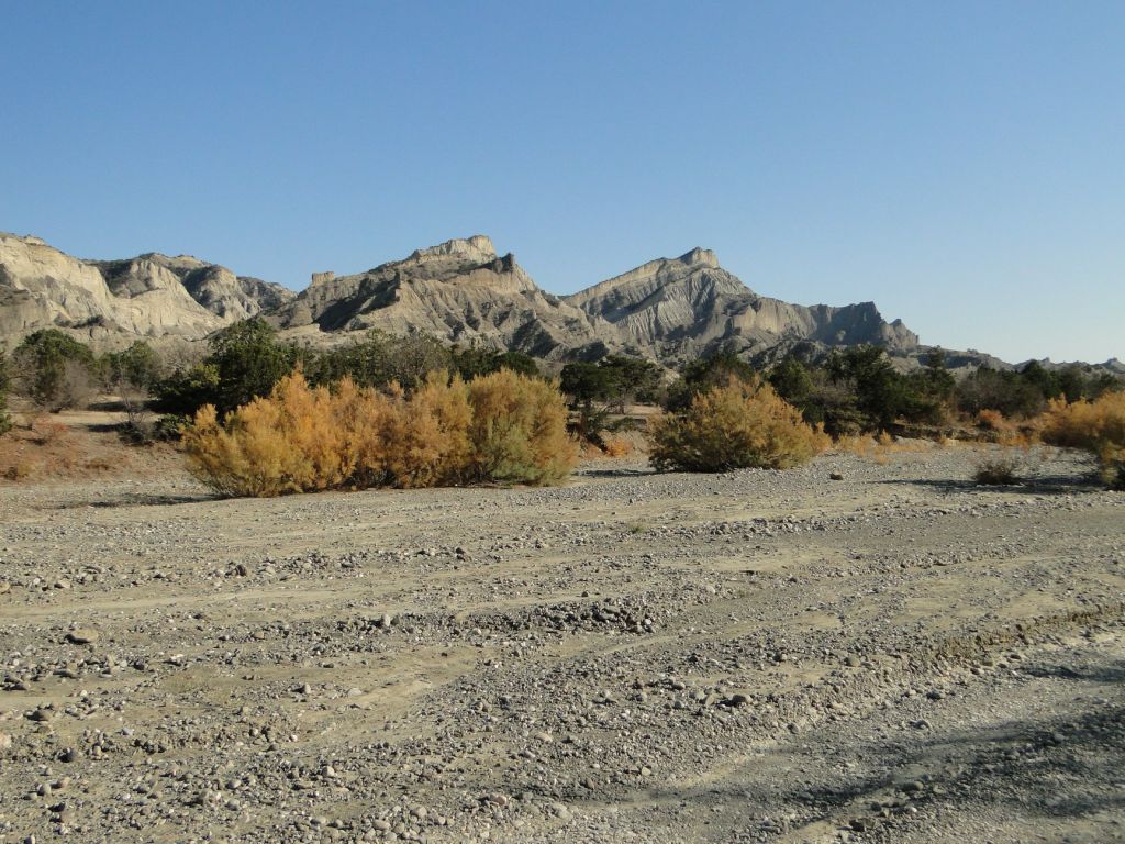 ვაშლოვანი: პანტიშარა, დათვისხევი, მოლუსკები, ალესილები და ა.შ.