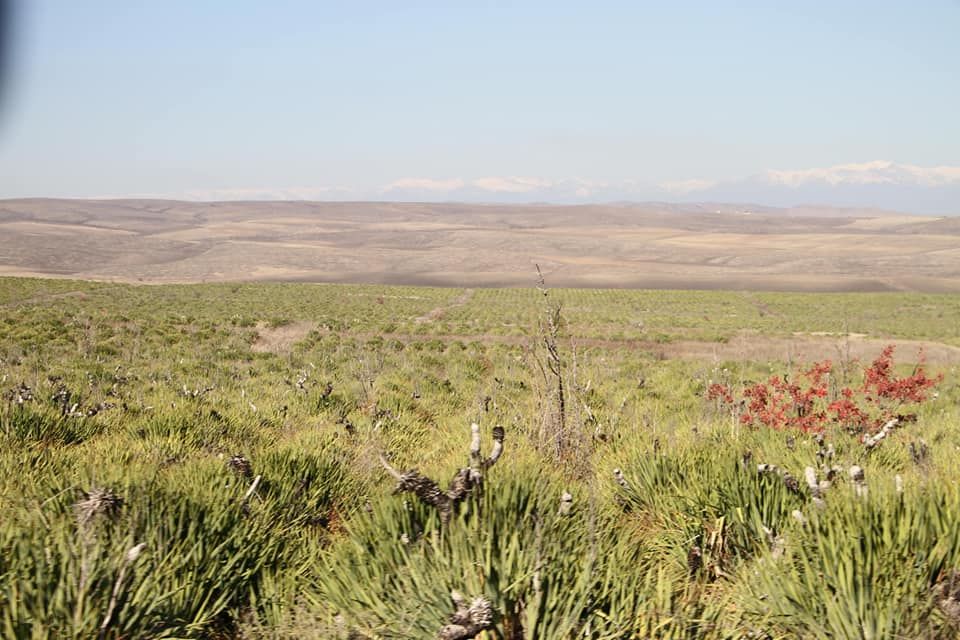 ვაშლოვანი: პანტიშარა, დათვისხევი, მოლუსკები, ალესილები და ა.შ.